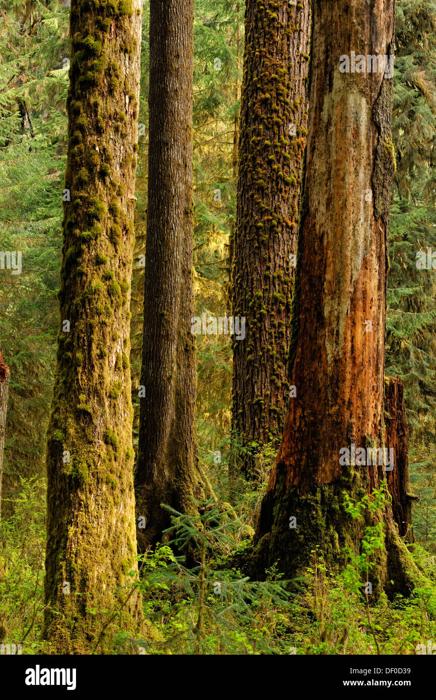 El abeto Douglas Pseudotsuga menziesi troncos de árboles en el bosque, Olympic NP Hoh Rainforest, Washington, EE.UU. Foto de stock