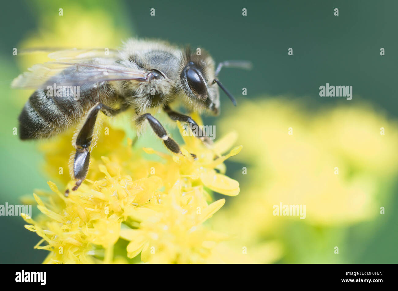 Miel de abejas (Apis mellifera), Haren, Emsland, Baja Sajonia Foto de stock