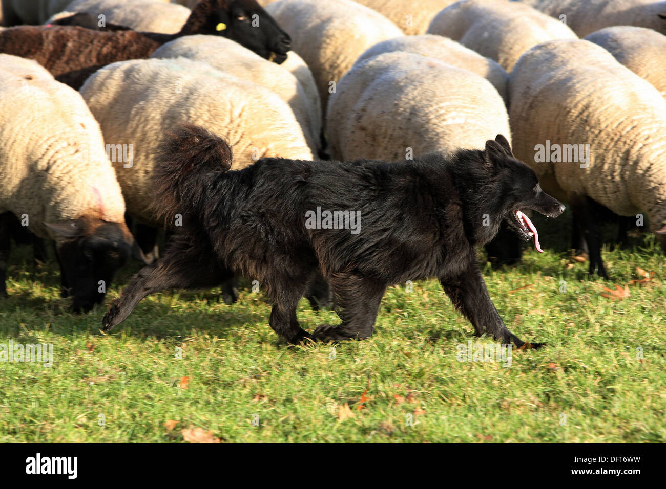 Hoppegarten, Alemania, Huetehund corre delante de un rebaño de ovejas. Foto de stock
