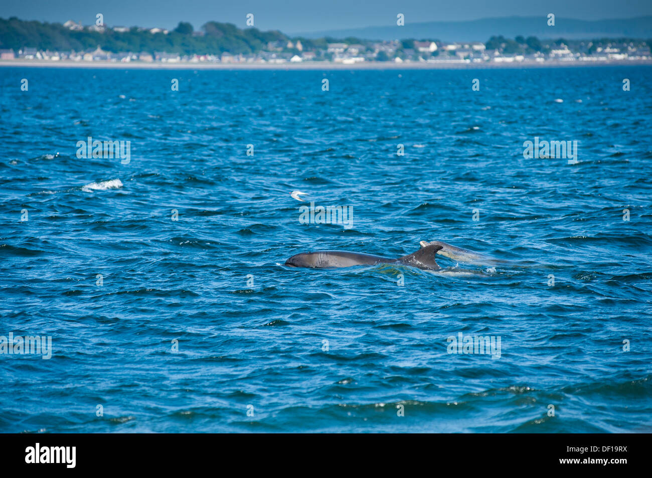 Delfines desde el punto chanonry mirando a Moray Firth Foto de stock