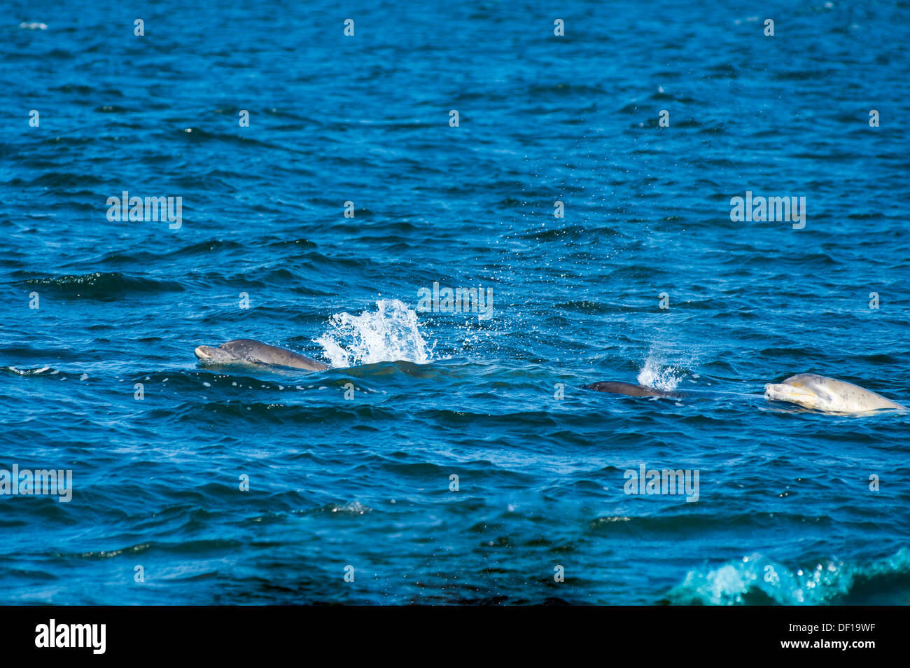 Delfines en el agua, tiro desde la orilla Foto de stock