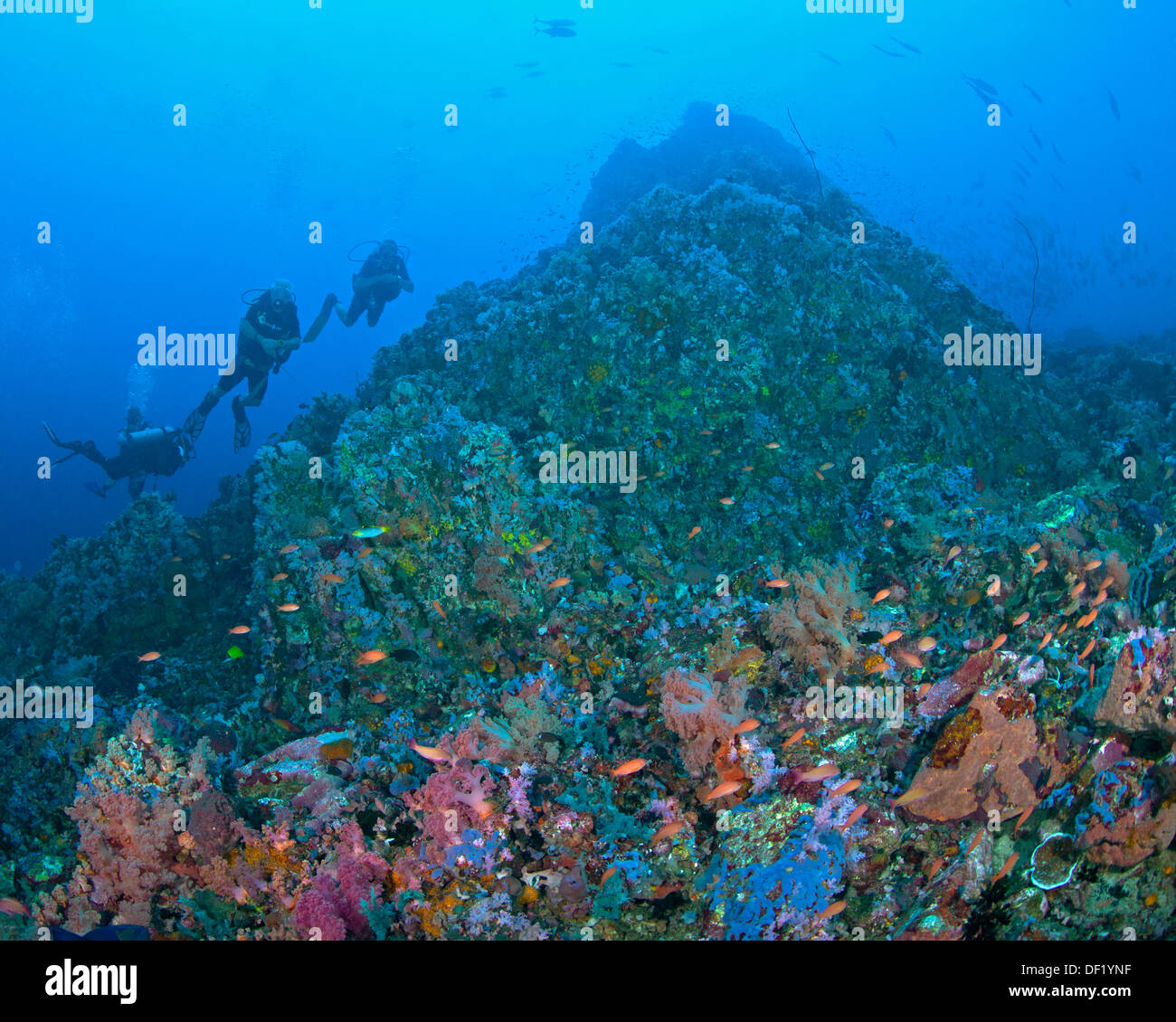 Los submarinistas exploran exuberantes arrecifes de coral que rodean la Isla Verde en Filipinas. Foto de stock