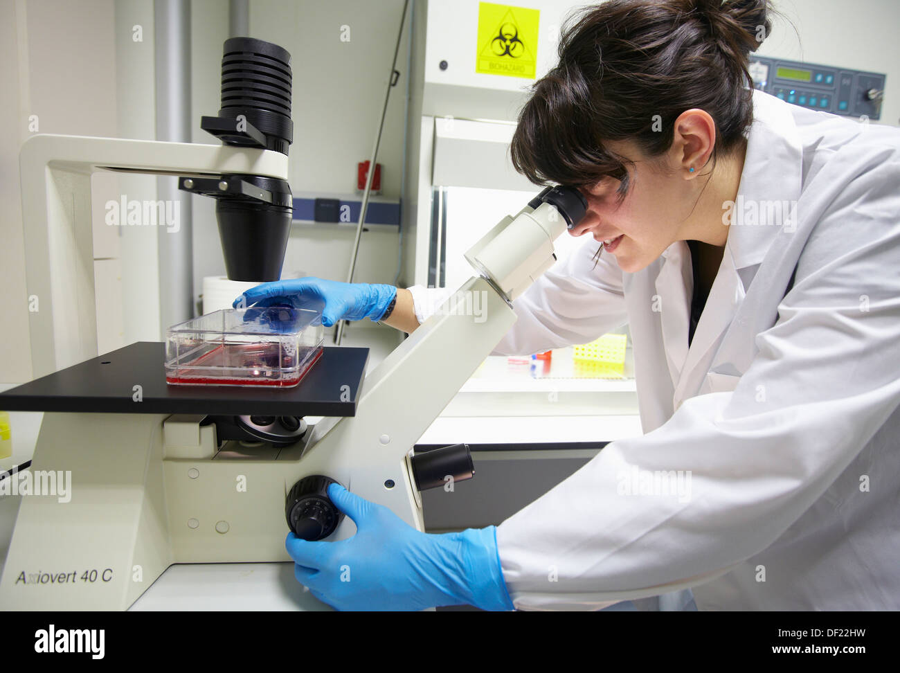 Sala de cultivos celulares, observación de cultivos celulares en el  microscopio invertido, Laboratorio de Biotecnología, Área de Salud, Alava  Fotografía de stock - Alamy