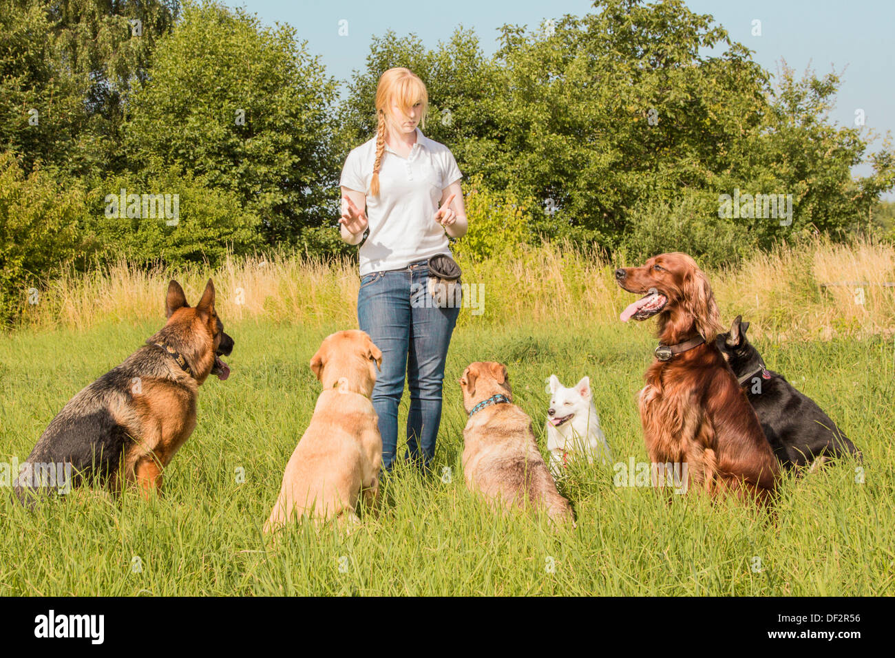 Un grupo de perros escuchar los comandos del adiestrador de perros Foto de stock