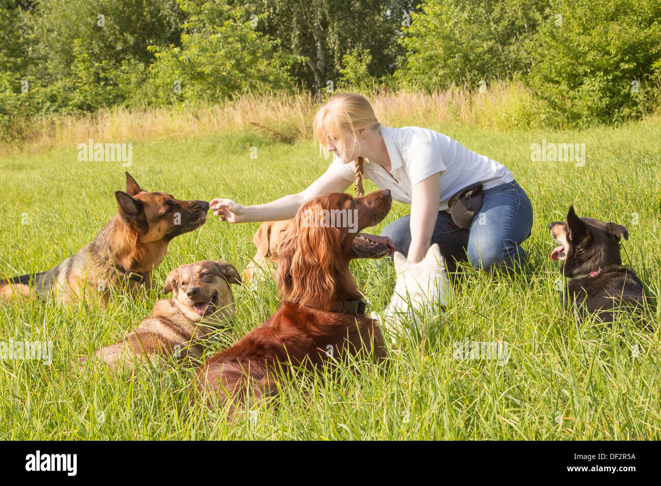Adiestrador de Perros hembras alimenta a un perro con golosinas después del entrenamiento Foto de stock