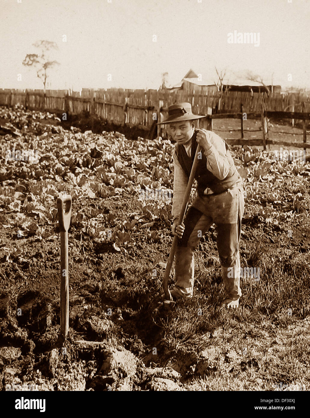 Queensland Australia - Jardinero Chino - período Victoriano Foto de stock