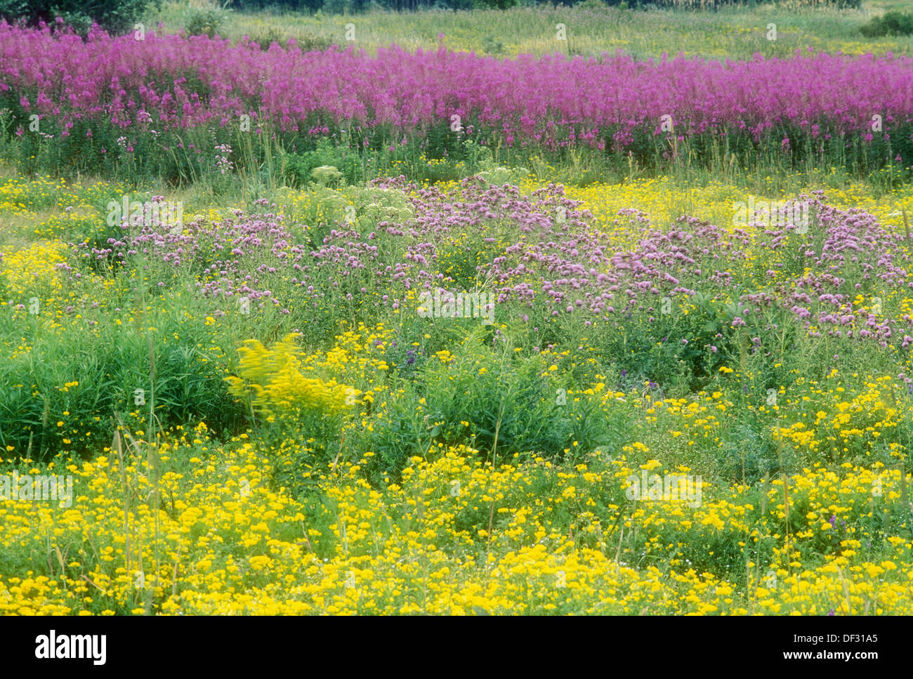 Pioneer flores, goldenrod, fireweed, lotera, cardo, en Campo Grande. Sudbury. Ontario, Canadá Foto de stock