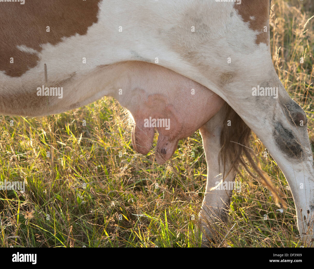 La ubre de la vaca cerrar Foto de stock