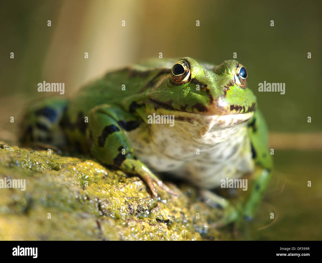 Los ojos de una rana verde Foto de stock