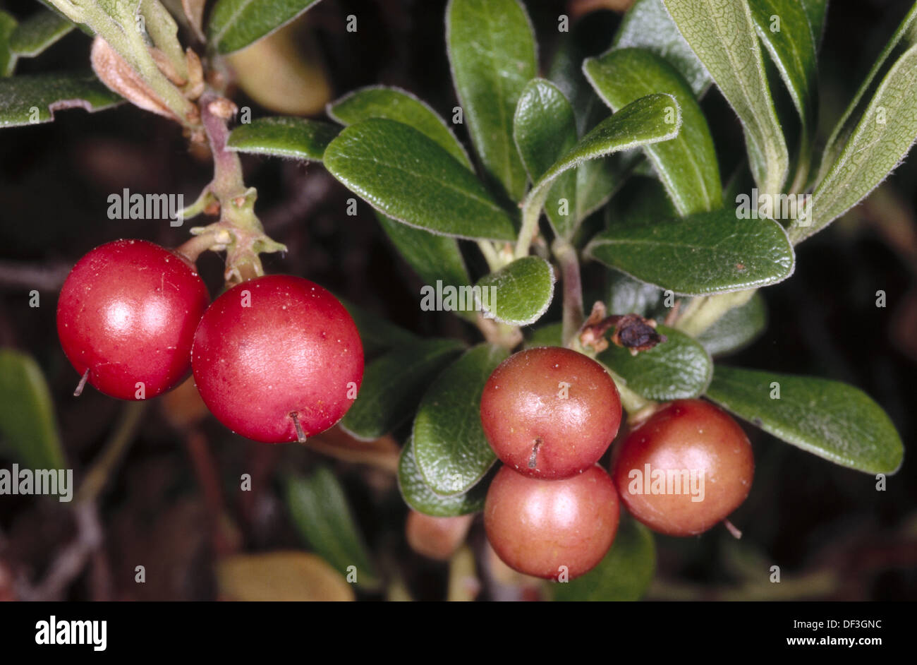 Arctostaphylos uva-ursi (Gayuba) Foto de stock