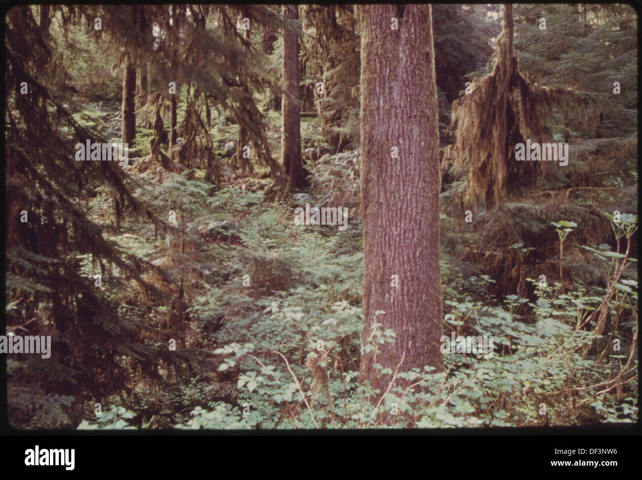 Climax bosque de la picea de Sitka aproximadamente 400 a 700 años con red huckleberry, devil's club, salmonberry... Paisaje 554978 Foto de stock