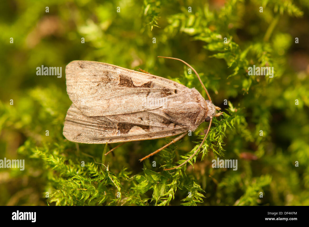 Moth Foto de stock