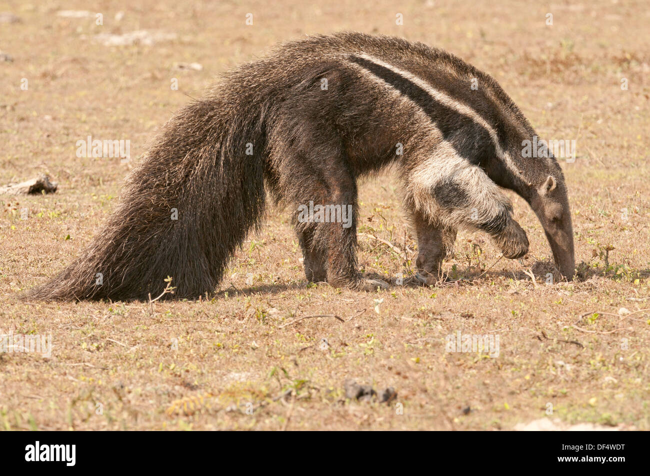 Fotografía de Stock de un oso hormiguero gigante alimentación, Pantanal, Brasil Foto de stock