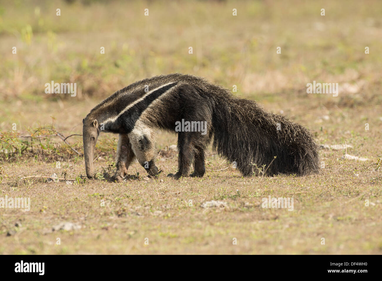 Fotografía de Stock de un oso hormiguero gigante alimentación, Pantanal, Brasil Foto de stock