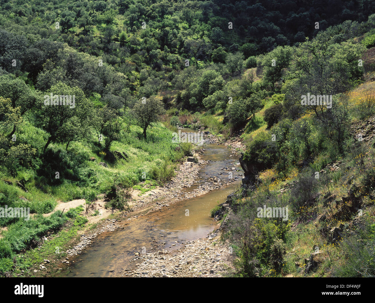 Río Cereceda en Sierra Madrona montañas. La provincia de Ciudad Real, España Foto de stock