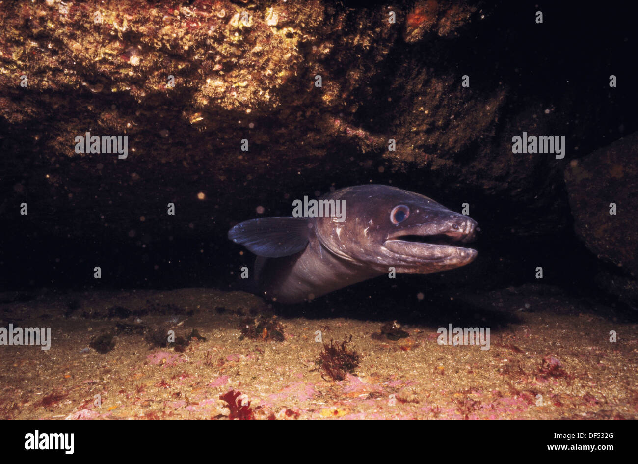 Anguilla conger fotografías e imágenes de alta resolución Alamy