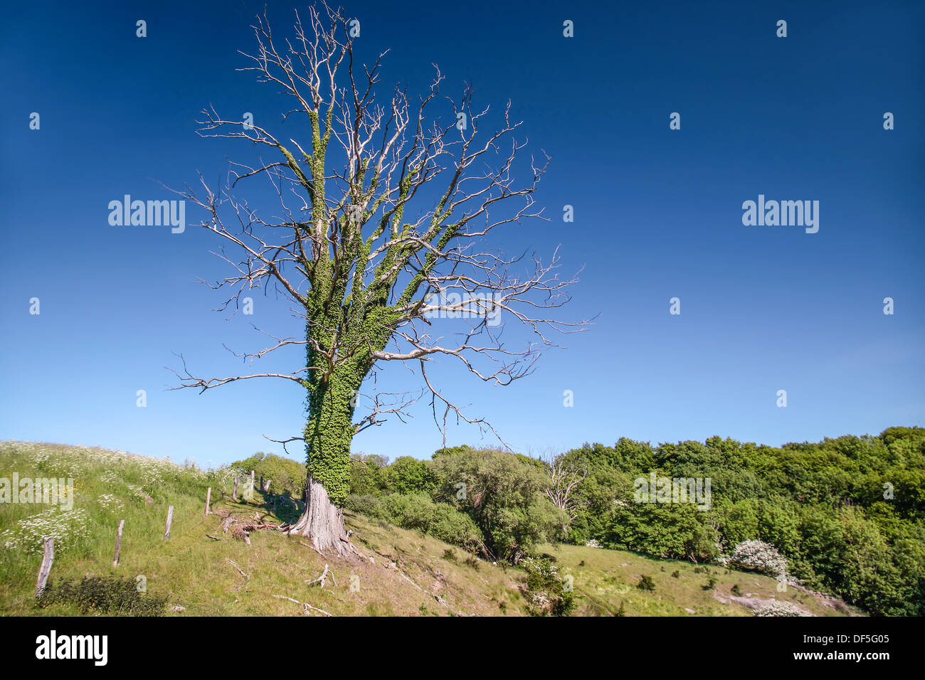 Viejo árbol muerto en un prado cerca de las ruinas del castillo Hammershus, Bornholm, Dinamarca Foto de stock