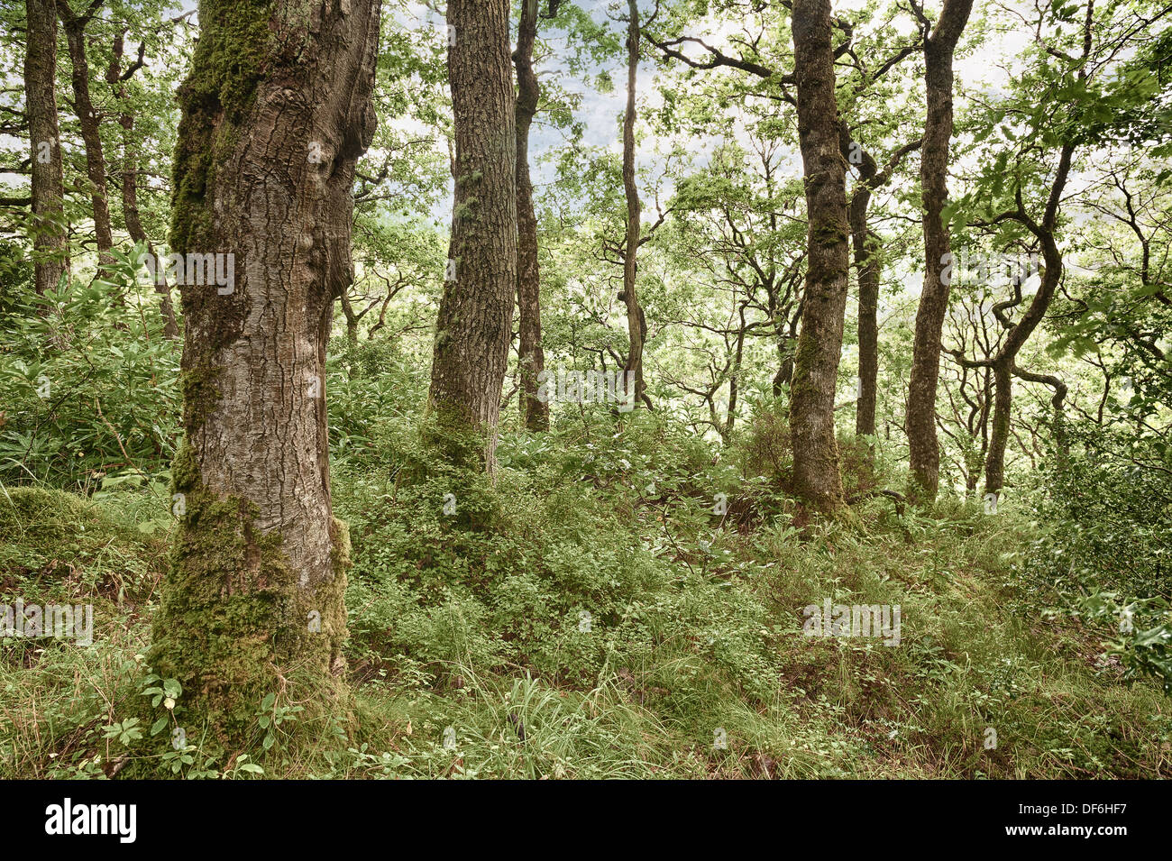 Protegido bosque británico bien establecida con bosque de robles sésiles cubiertos de helechos, líquenes y musgos Foto de stock