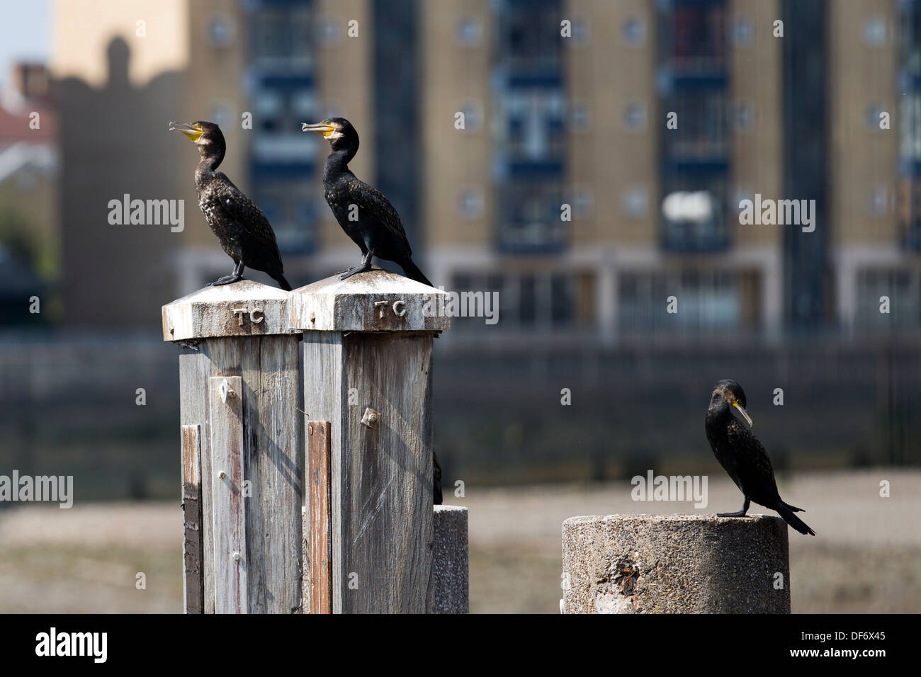 El Cormorán Grande apoyado sobre pilares en el río Támesis, Londres, Inglaterra, Reino Unido. Foto de stock