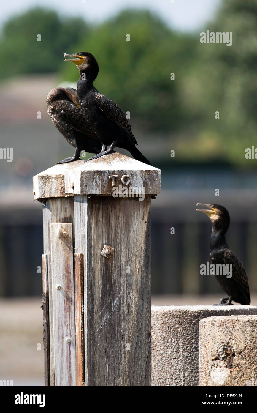 El Cormorán Grande apoyado sobre pilares en el río Támesis, Londres, Inglaterra, Reino Unido. Foto de stock