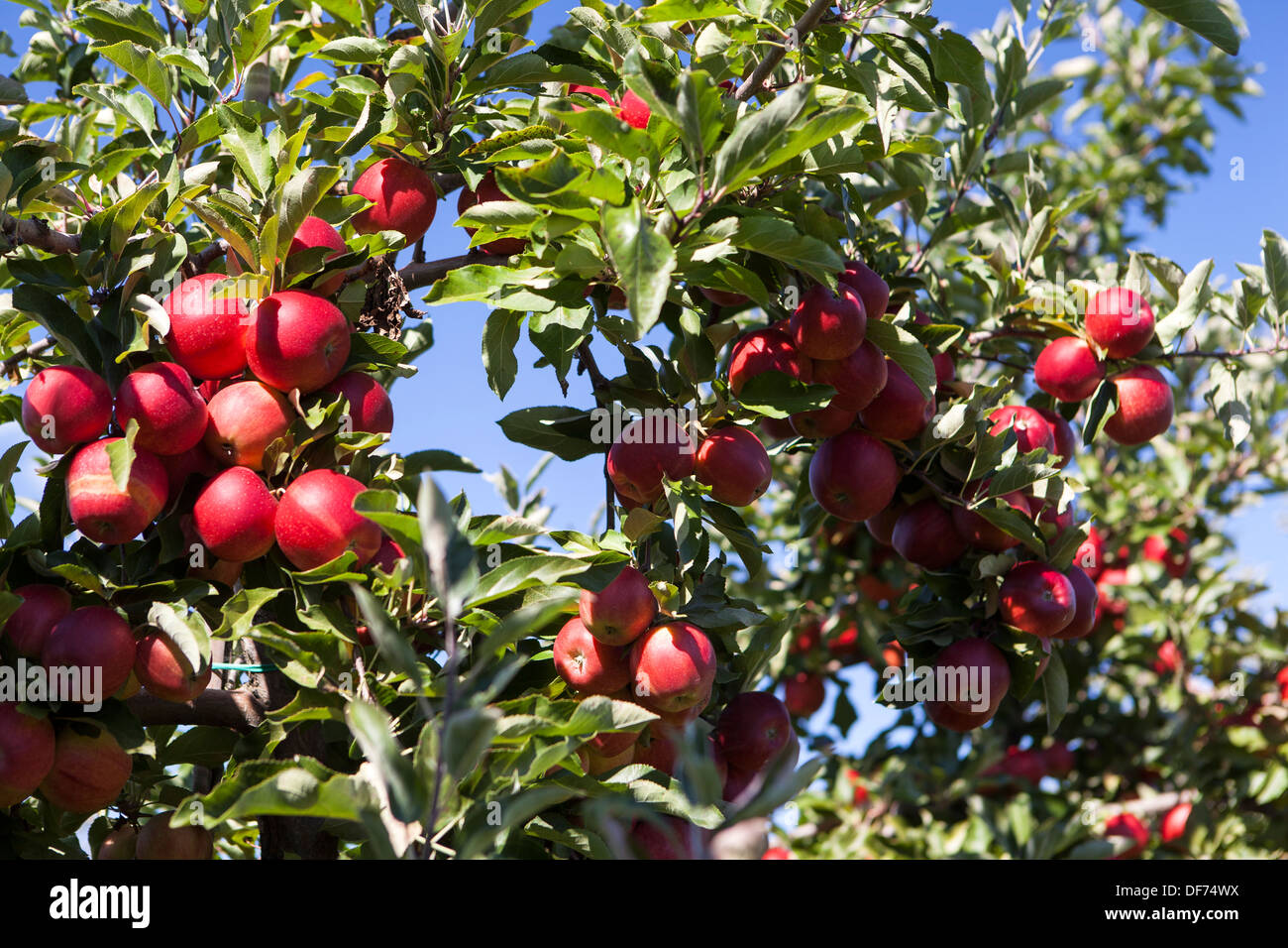 Huerto de Manzanas,Malus domestica Foto de stock