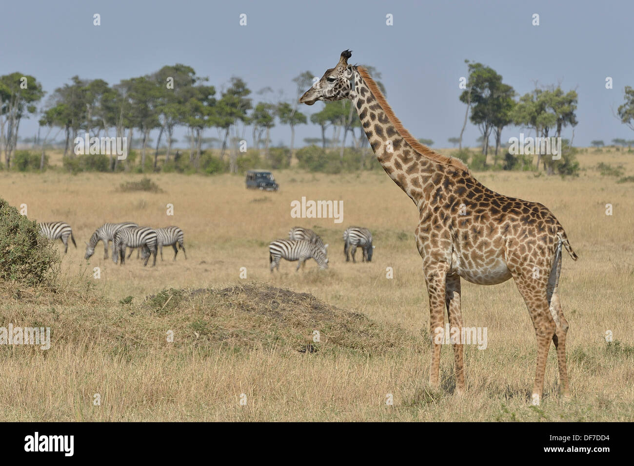 Masai jirafa (Giraffa camelopardalis tippelskirchi) y la cebra de Burchell (Equus quagga), Massai Mara, Serengeti Foto de stock