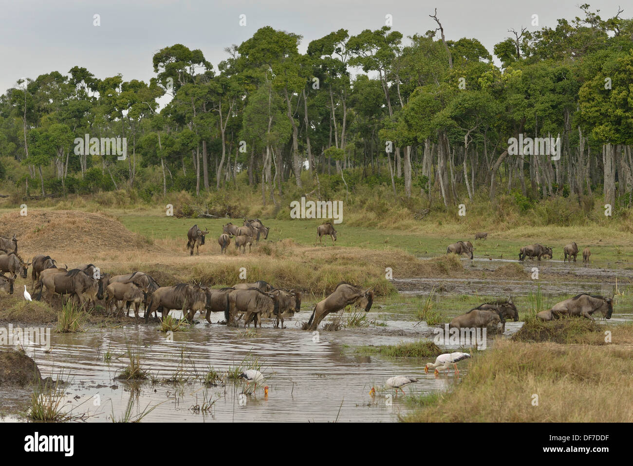 Los ñus oriental (Connochaetes taurinus albojubatus) cruzando un orificio de agua descubierta en el río Mara en la gran migración Foto de stock