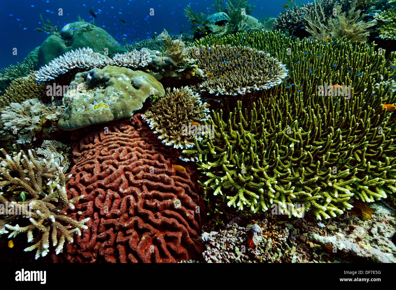 Varias especies de corales pétreos, Kri Isla, Dampier Strait, Papua Occidental, Indonesia Foto de stock