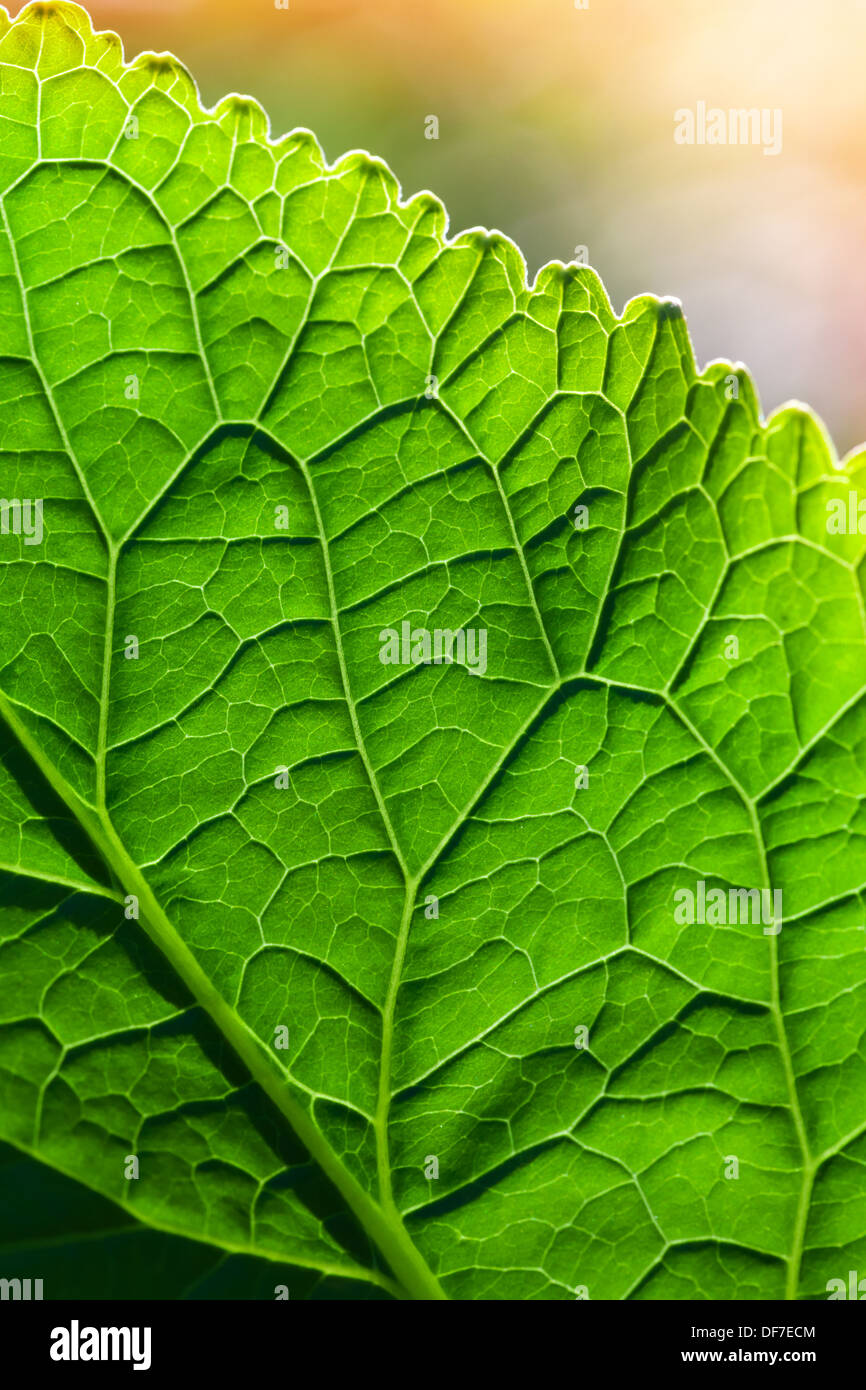 Fotografía macro con superficie de hoja verde encima de coloridos fondo borroso Foto de stock