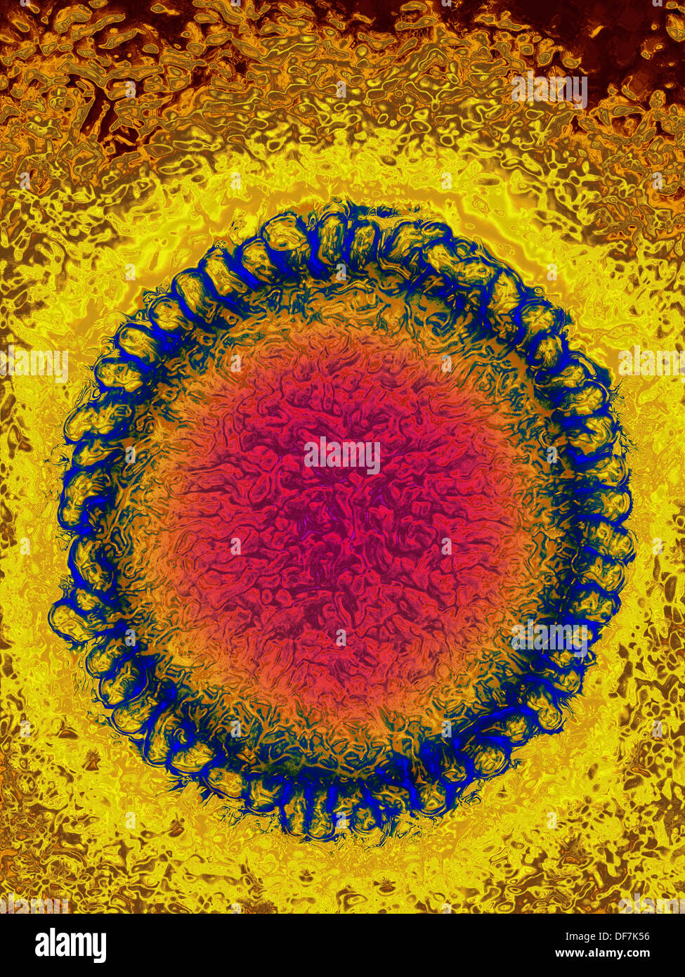 El virus de la influenza, TEM Foto de stock