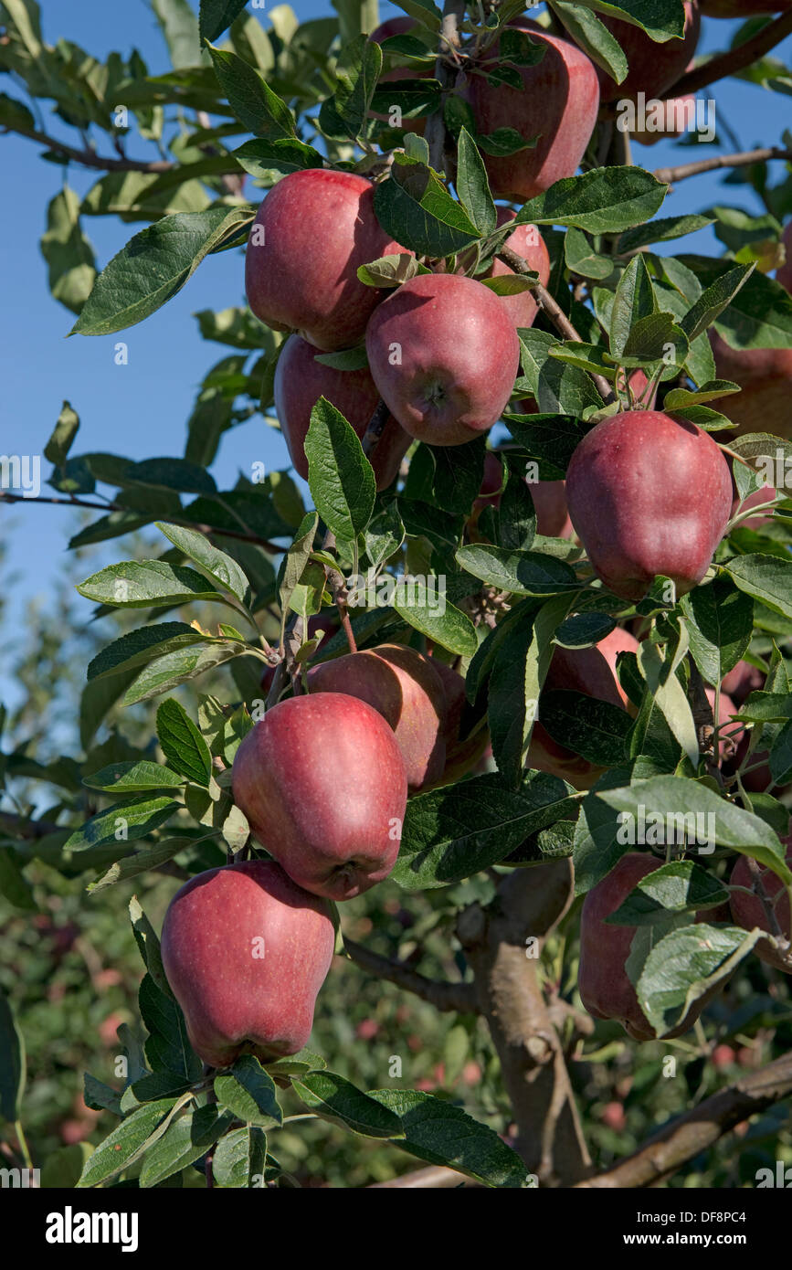 Muy madura fructificación cordon manzanas red delicious en los árboles cerca de Sainte-Foy-la-Grande, Gironde, Francia, Agosto Foto de stock