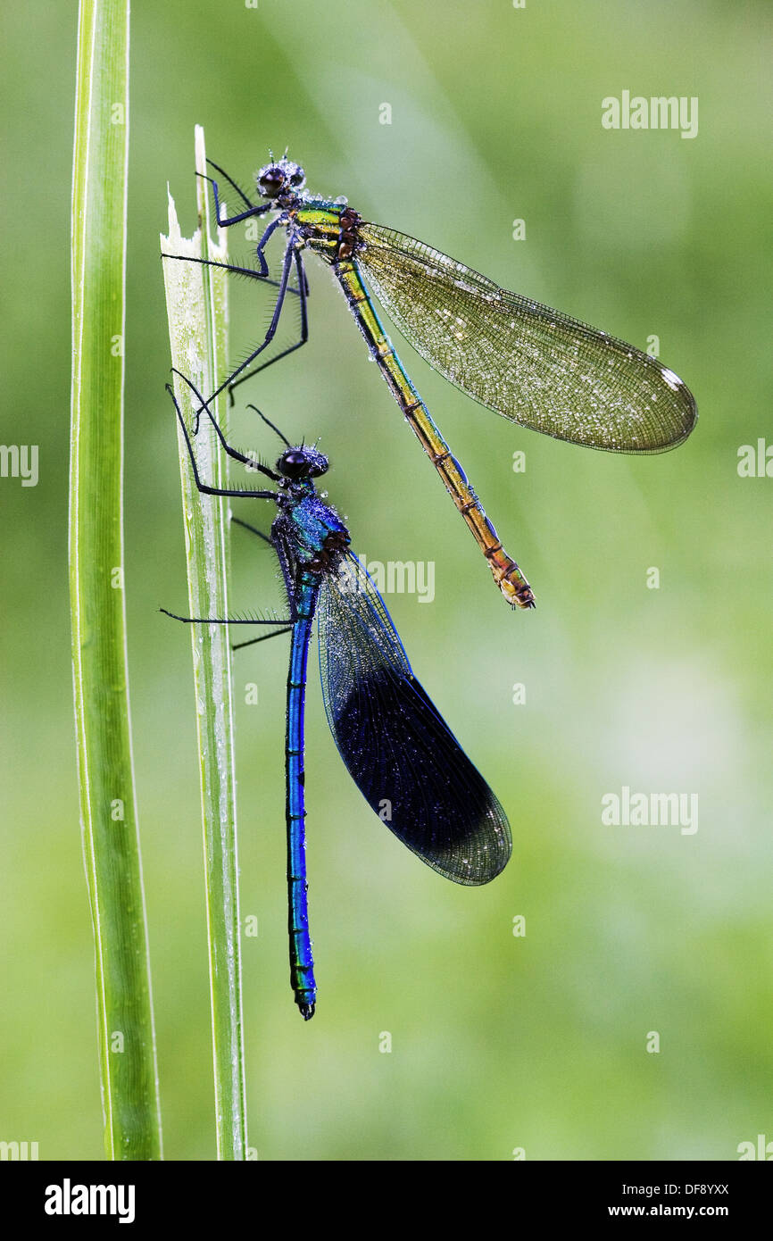 Bandas (Demoisells Calopteryx splendens) par de planta en el rocío matinal. Foto de stock