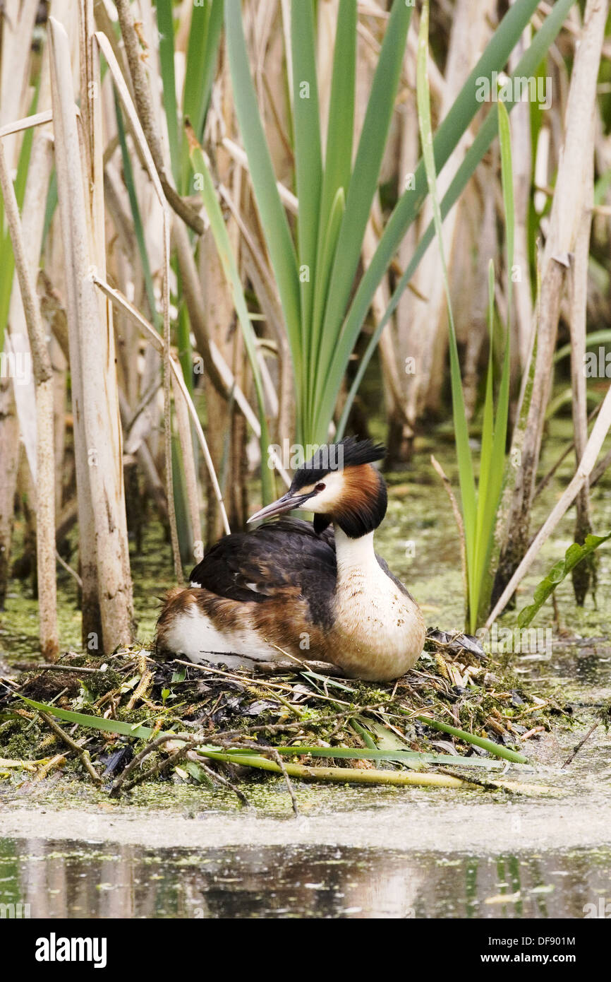 Somormujo Lavanco (Podiceps cristatus) ensimismado en reed Foto de stock