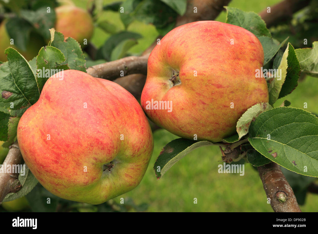 Apple 'Peasegood's Nonsuch', culinaria, cocina, variedad de apple crecen en árboles frutales, manzanas Inglaterra Foto de stock