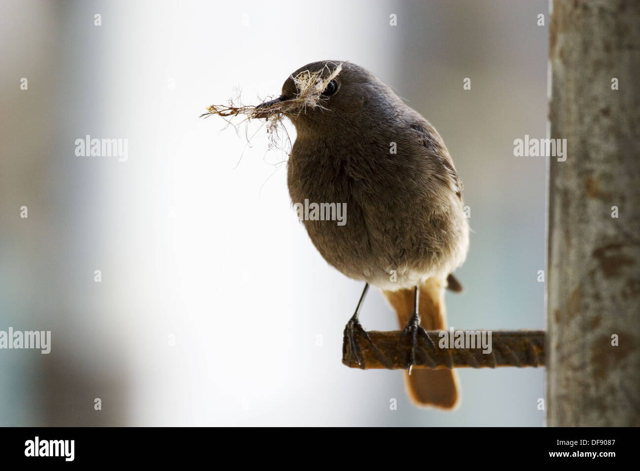 Black Redstart Phoenicurus ochruros construyendo su nido en una nueva construcción Foto de stock