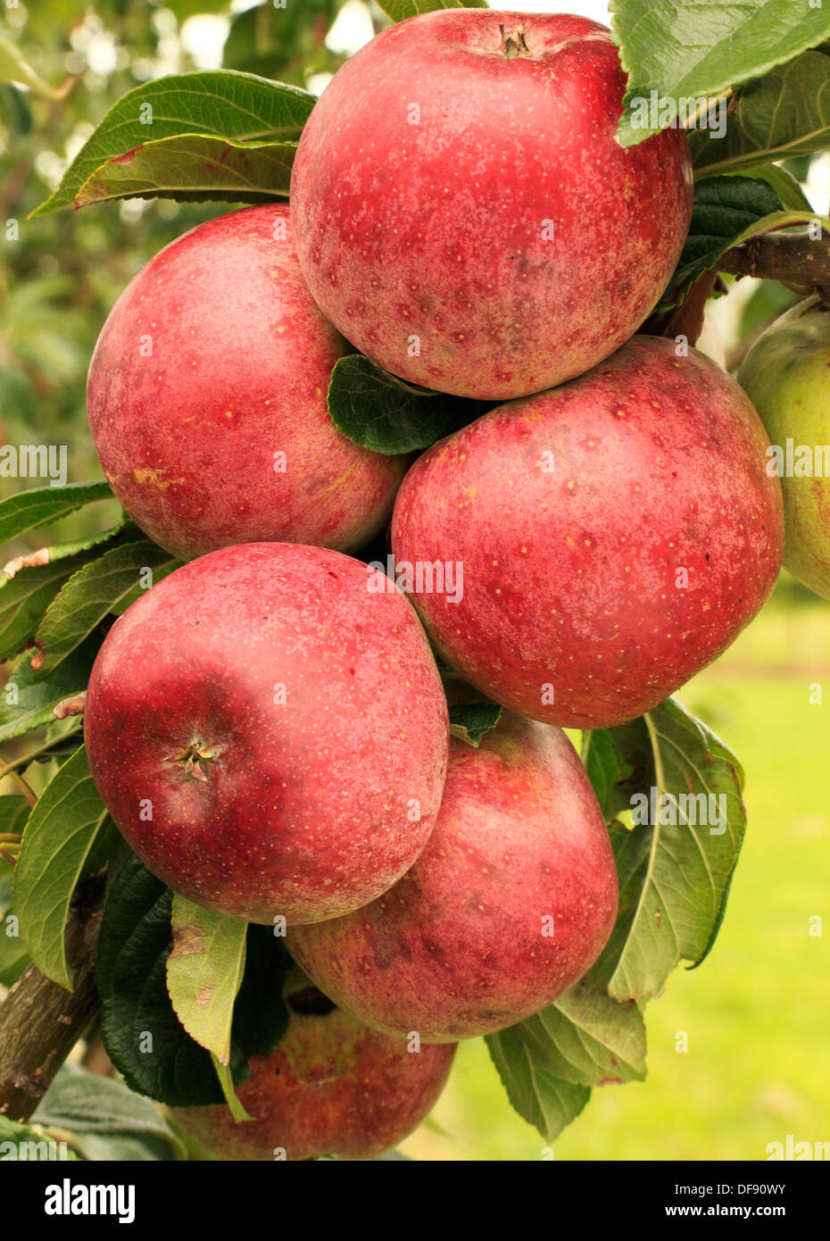 Apple, Ríos San Martins, variedad crecen en árboles frutales, manzanas rojas Inglaterra Foto de stock