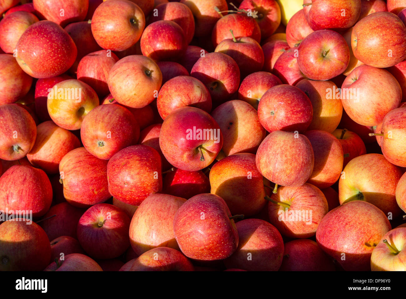 Vista de fotograma completo de rojo las manzanas Gala Foto de stock