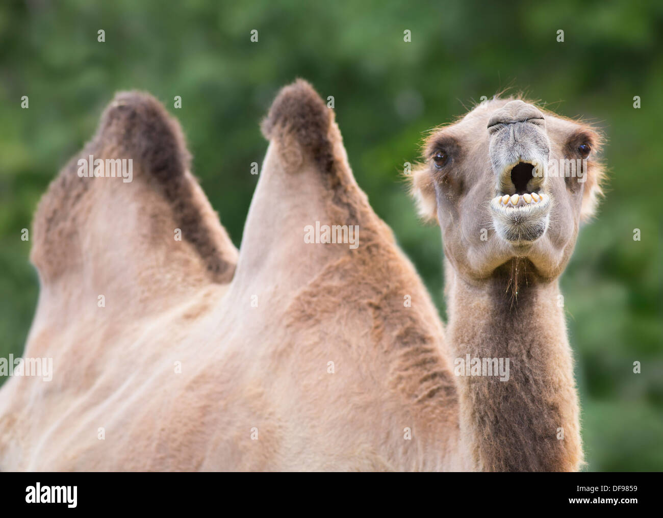 Camello bactriano, Assiniboine Park Zoo, Winnipeg, Manitoba, Canadá Foto de stock