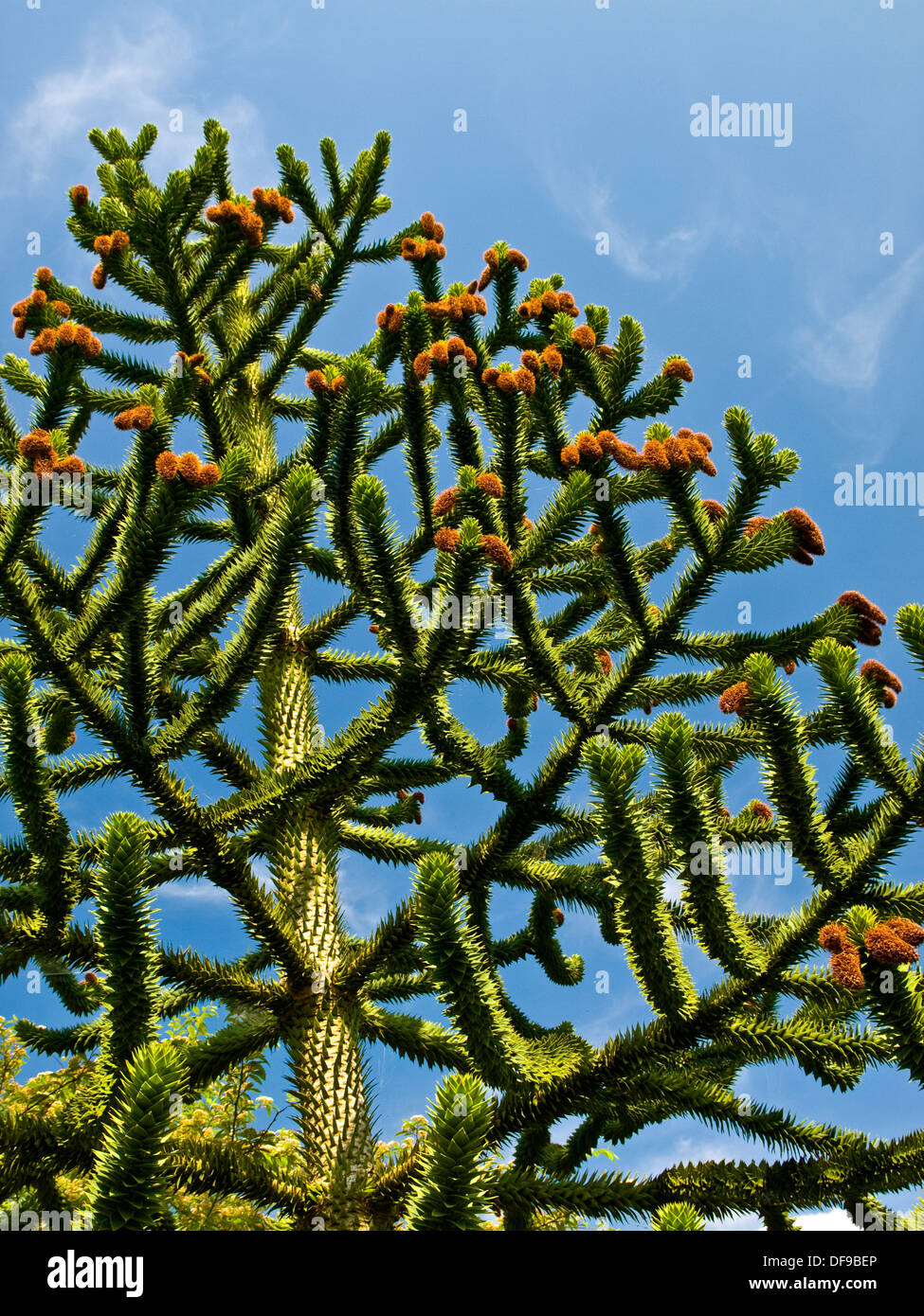 Tronco, ramas y flores de pehuén (Araucaria araucana). Foto de stock