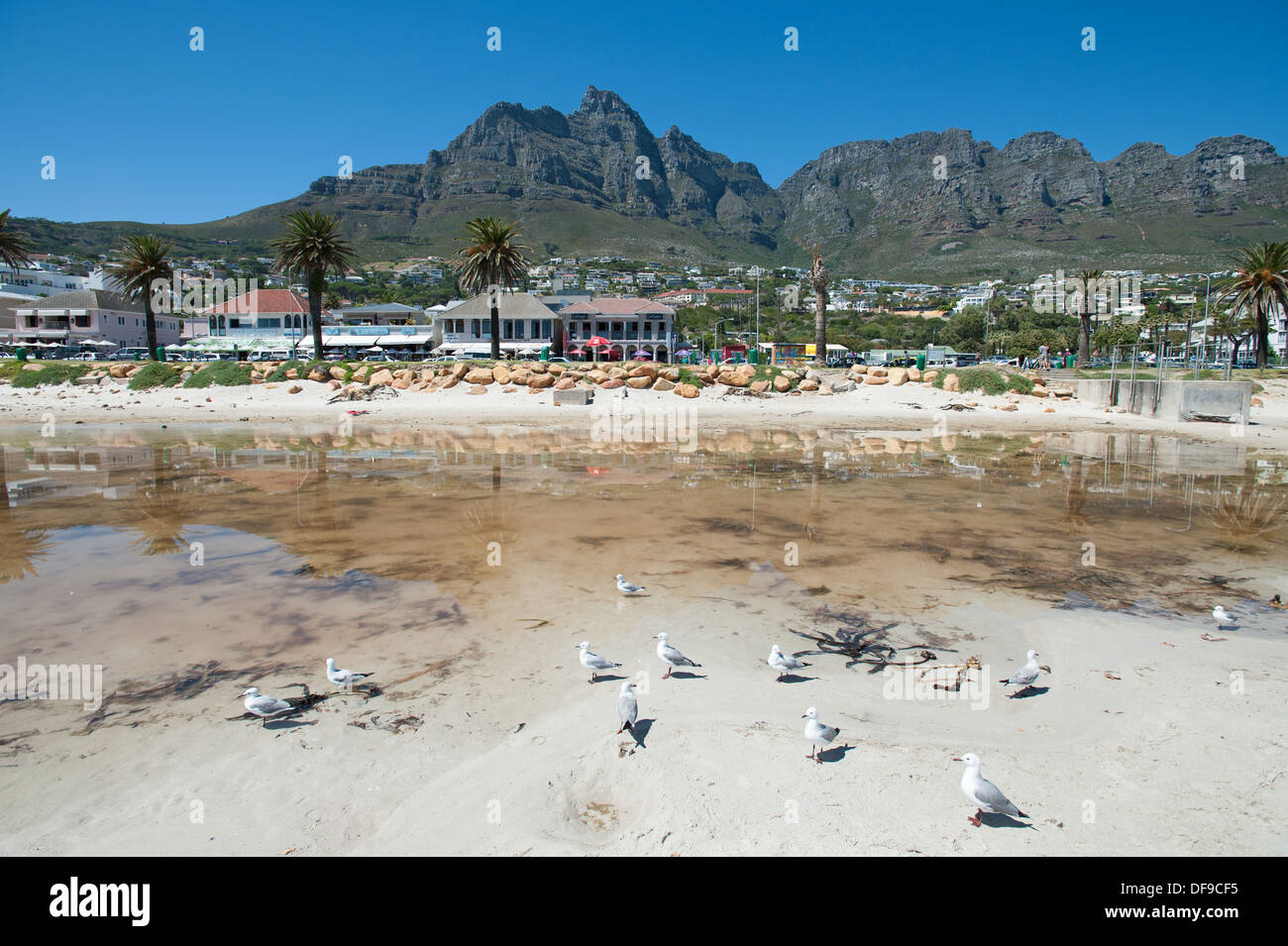 Las gaviotas en la playa de Camps Bay, Doce Apóstoles montañas de fondo, Ciudad del Cabo, Sudáfrica Foto de stock