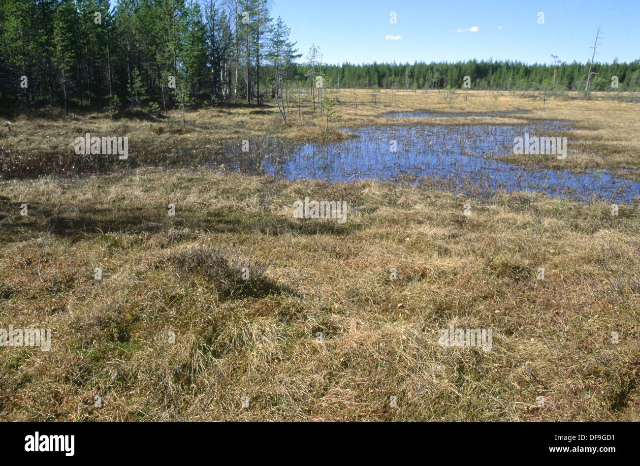 Páramos con zona de aguas abiertas. El bosque de pinos. La primavera. Cerca de Suomussalmi. Finlandia. Foto de stock