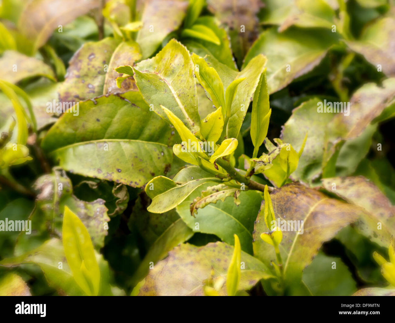 Las hojas de la planta de té, Camellia sinensis Foto de stock
