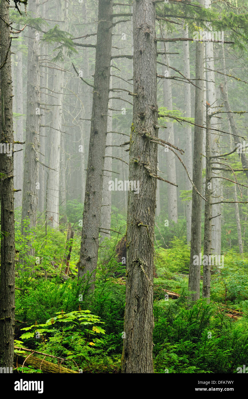 Bosque Foto de stock