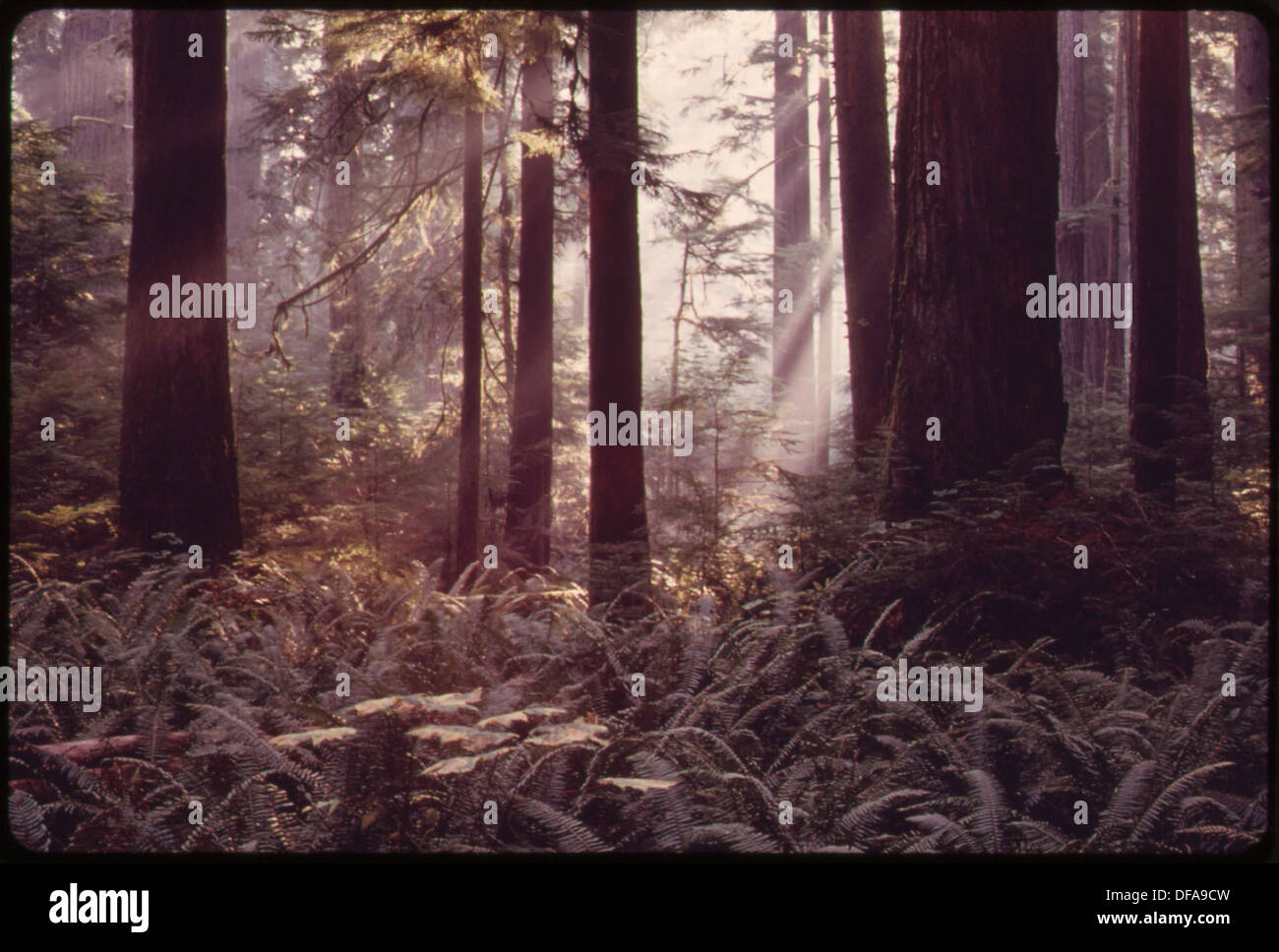 WESTERN SWORD-helecho cubierta de tierra en un climax bosque en el Parque Nacional Olympic, Washington paisaje 555051 Foto de stock