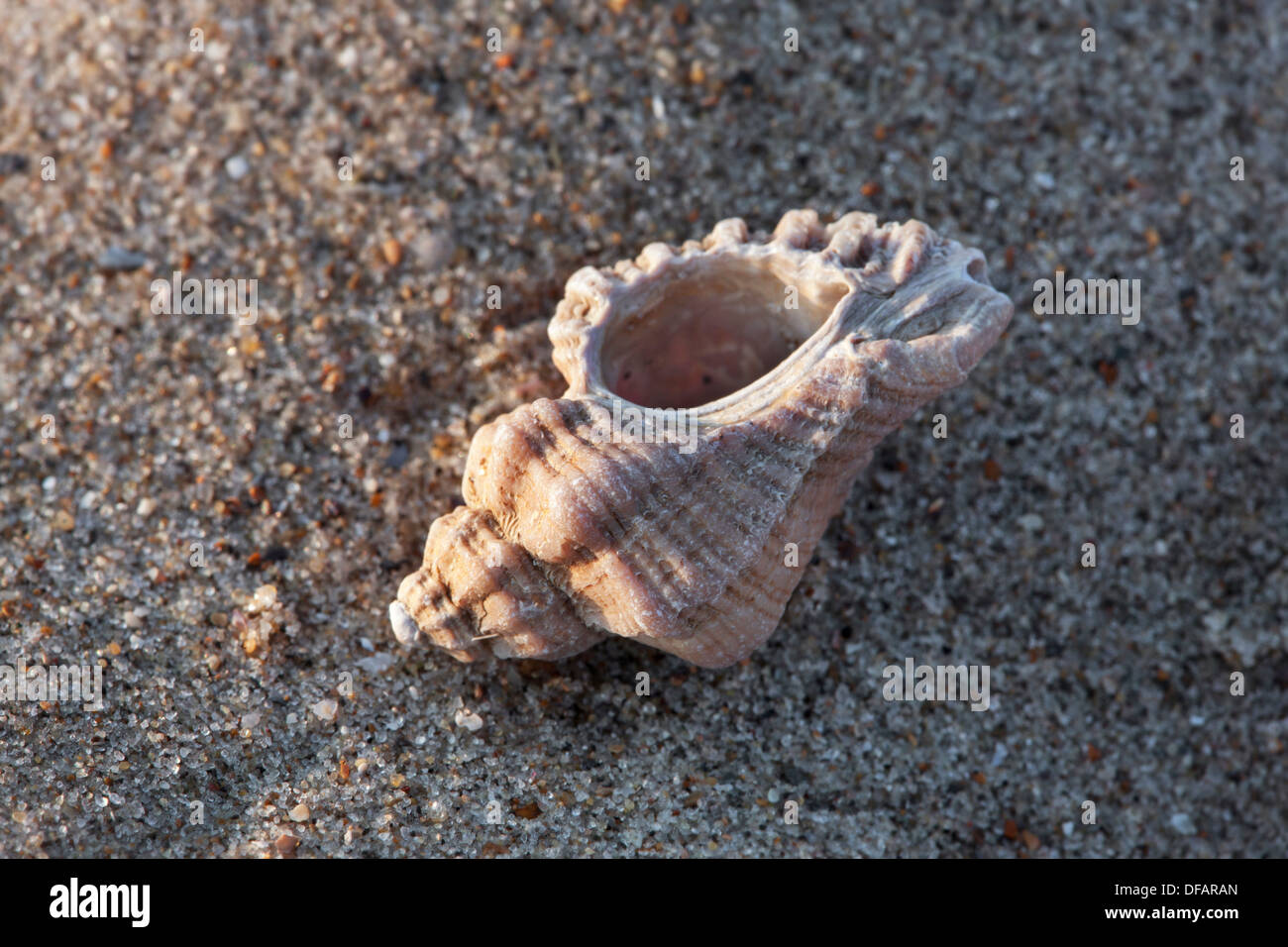 Unión sting winkle / taladro / Erizo Oyster Murex (Ocenebra erinacea), sobre la playa en la costa del Mar del Norte Foto de stock