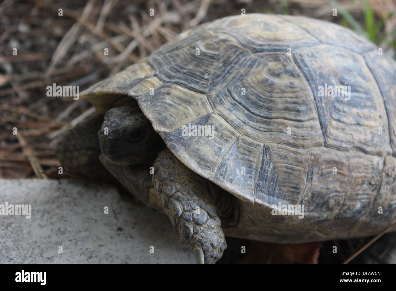 Una tímida tortuga peeping fuera de su concha. Foto de stock
