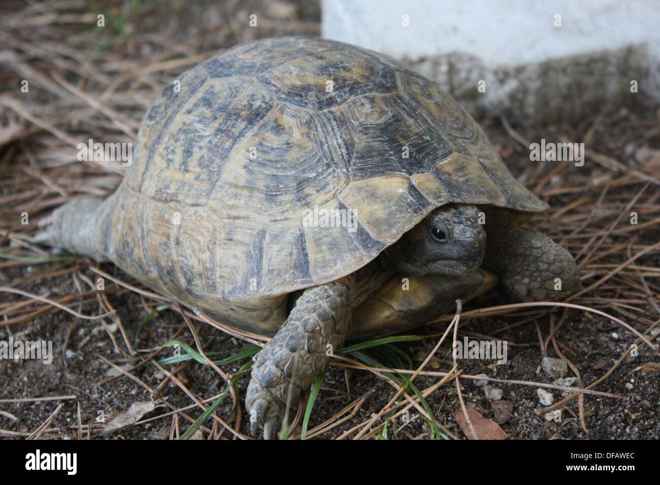 Una tortuga que sobresale de su concha. Foto de stock
