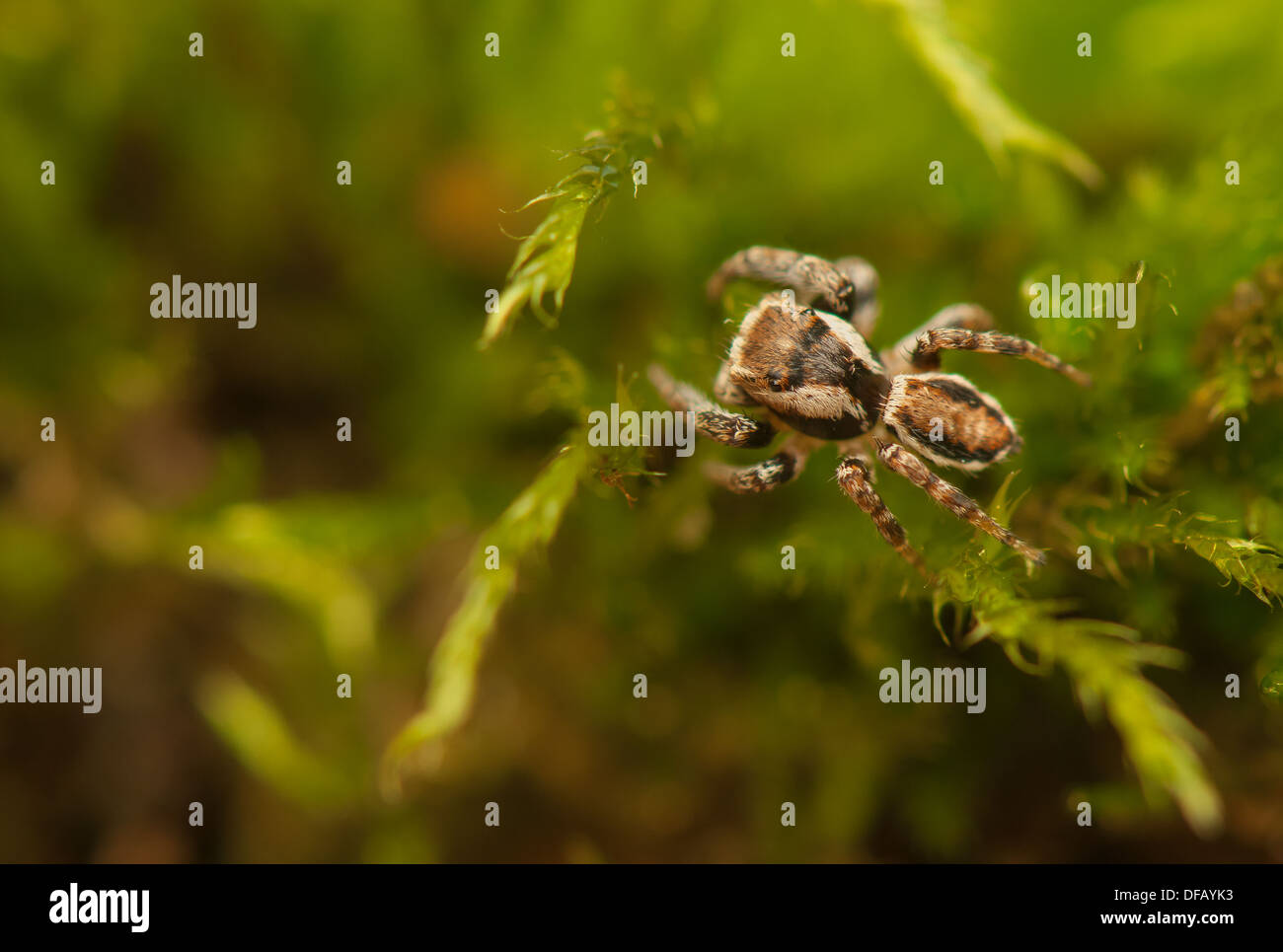 Evarcha - Jumping spider Foto de stock