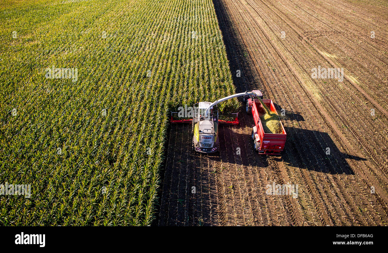 La agricultura, la cosecha de maíz. Combine Harvester Works, a través de un campo de maíz. El ensilado es bombeada directamente en un remolque. Foto de stock