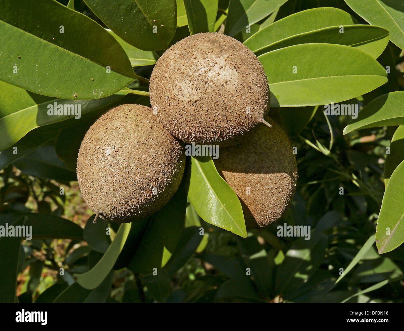 Árbol de Chiku (Níspero) con frutas. Nombre científico Achras sapota